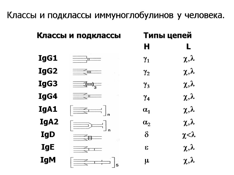 Классы и подклассы иммуноглобулинов у человека.